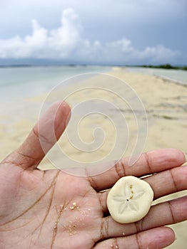 Sand dollar in hand palawan beach