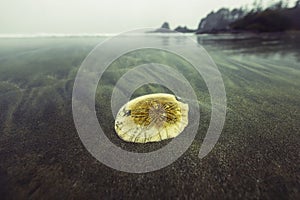 Sand dollar. Pacific coast photo