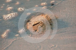 A sand dollar at the low tide line.