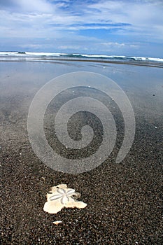Sand dollar of Pacific Ocean
