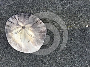 Sand Dollar Parksville Community Beach, Parksville, BC