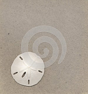 Sand Dollar and Sand