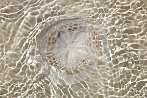 Sand dollar in the sea