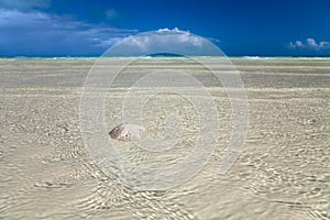 Sand dollar in the sea with sky