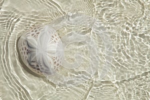 Sand dollar in the sea with sun light