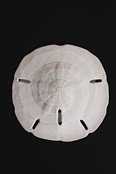 Sand dollar set against plain background with copy space