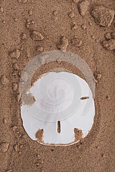 Sand dollar set against plain background with copy space