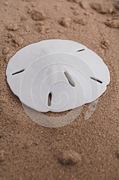 Sand dollar set against plain background with copy space