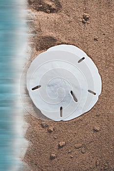 Sand dollar set against plain background with copy space