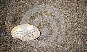 Sand dollar shell on the sands of the Ocean Beach