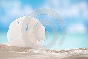 Sand dollar shell on sea and boat background