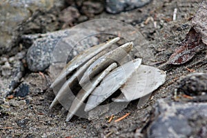 Sand dollar stack