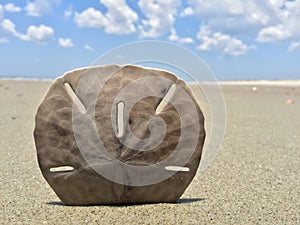 Sand dollar upright on beach