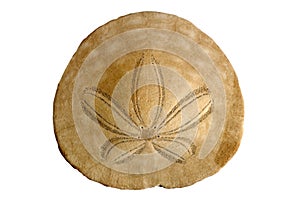 Sand Dollar on White