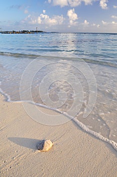 Sand dollar on white sand beach