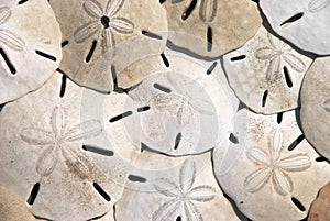 Sand Dollars