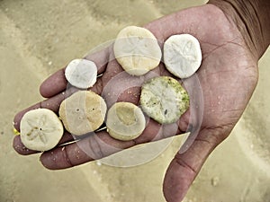 Sand dollars in hand on beach
