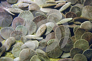 Sand dollars on ocean floor