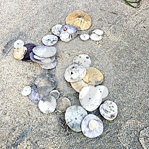 Sand dollars piled up on the sand