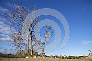 Sand dune background landscape with treelined and blue sky