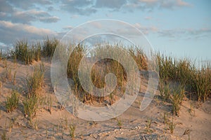 Sand dune with beach grass at dawn