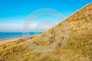 Sand dune on the beach with yellowed marram grass