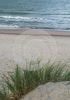 Sand dune with beachgrass (Ammophila arenaria).