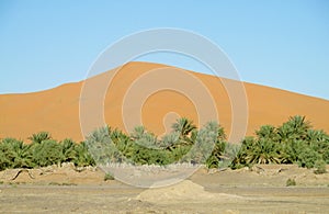 Sand dune behind the palm trees