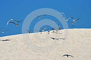 Sand dune and birds