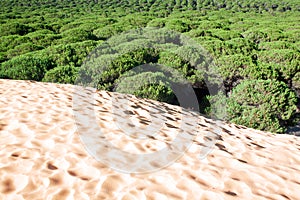 Sand dune of Bolonia beach, province Cadiz, Andalucia, Spine photo