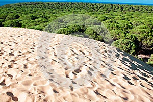 Sand dune of Bolonia beach, province Cadiz, Andalucia, Spine photo