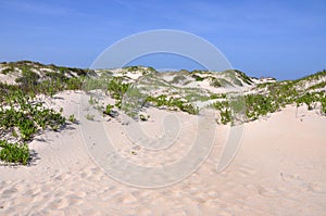 Sand Dune in Cape Hatteras, North Carolina