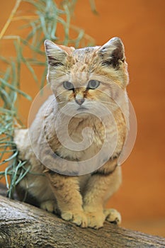 Sand dune cat