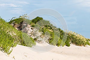 Sand Dune Covered in Beach Grass on Outer Banks