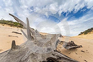 Sand Dune with Dead Tree at Carlo Sand Blow and Rainbow Beach, Queensland, Australia