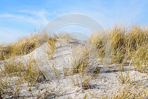 Sand dune with dry marram grass Ammophila arenaria on a sunny