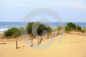 Sand dune with grass bushes