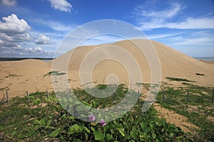 Sand dune and morning glory creeper vegetation.