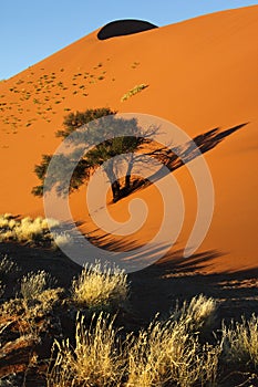 Sand Dune - Namib Desert - Sossusvlei - Namibia