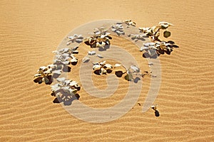 Sand Dune Plant On Beach