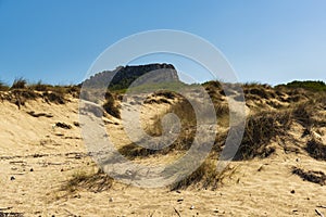 Sand dune regeneration reserve on the beach of Cala Mesquida Majorca Spain