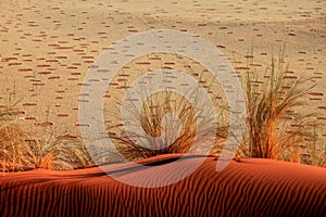 Sand Dune with Ripples and Fairy Circles