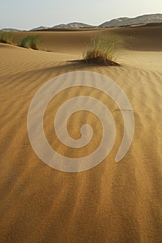 Sand dune in the sahara desert