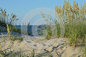 Sand dune with sea oats