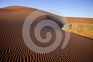 A sand dune Sossusvlei, Namibia,Africa