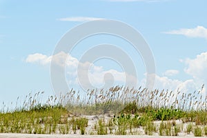 Sand dune and tall sea oats with blue sky in the background