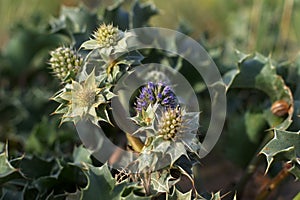 Sand Dune Thistle