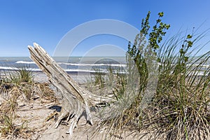 Sand dune and tree stump next to Lake Huron