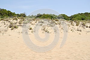 Sand dune vegetation