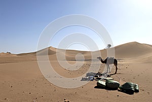 Sand dunes